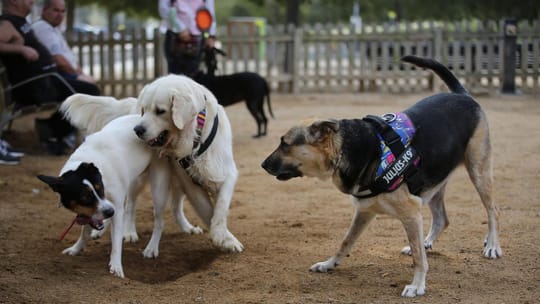 A dog running in a renovated park with new accessible concrete paths and a modern fence in Barcelona.