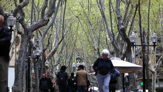 Plane trees line a street in Barcelona, with buildings in the background and people walking on the pavement.