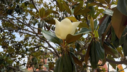 A large, white magnolia flower blooming on a tree with dark green leaves in Barcelona