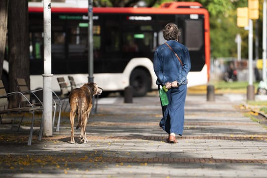 A dog running freely in a green park in Barcelona, with city buildings in the background.