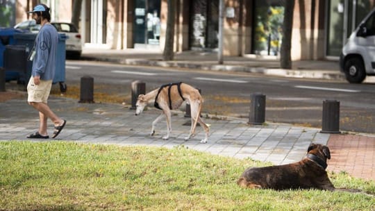 A dog walking off-leash in a designated park area in Barcelona, with city buildings in the background.