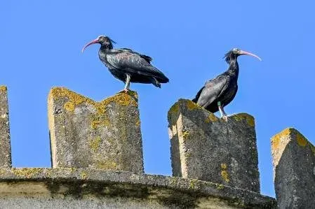 Catalonia Reintroduces Endangered Northern Bald Ibis