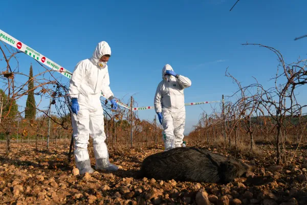 ASF Spreads in Barcelona, Sant Just Added to High-risk Zone