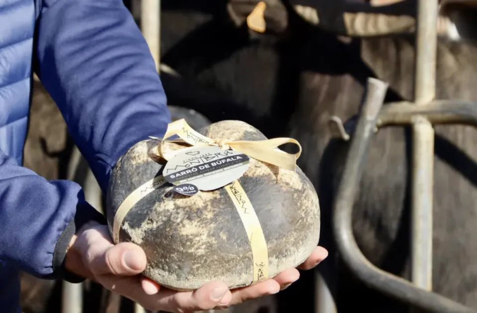 Catalan Buffalo Cheese Wins Gold at World Cheese Awards