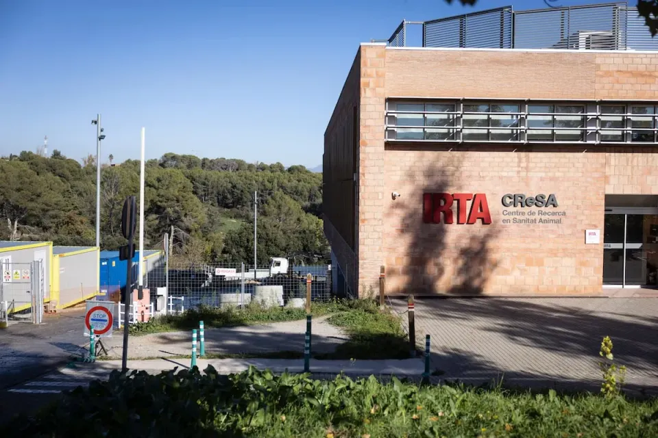 Barcelona Lab Investigated After African Swine Fever