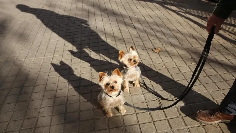 Barcelona Funeral Homes Launch Pet Farewell Services