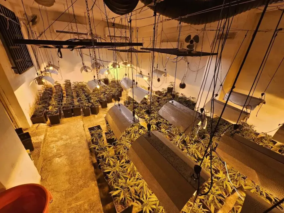 Mossos Seize 5,000 Cannabis Plants in Major Raid
