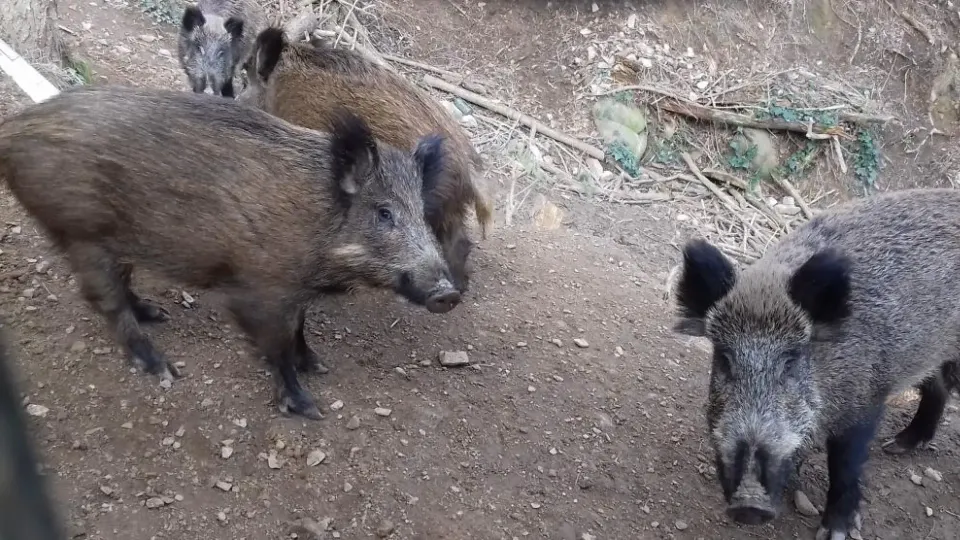 African Swine Fever Confirmed in Barcelona After 30 Years