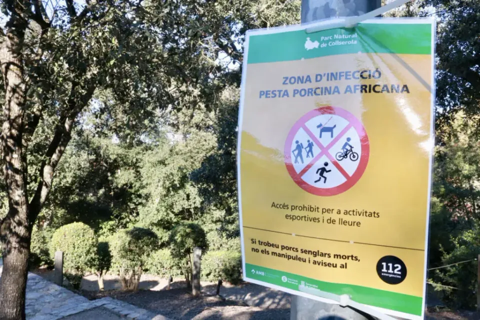 Catalonia Swine Fever Linked to Contaminated Sandwich