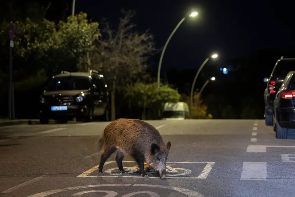 African Swine Fever in Barcelona Cuts Pork Prices