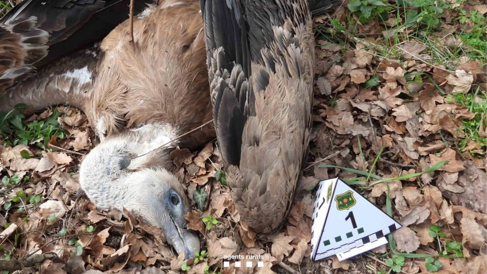 Agents Rurals officer inspecting an agricultural field in Sant Martí d'Albars, Barcelona province, with a dead bird nearby.