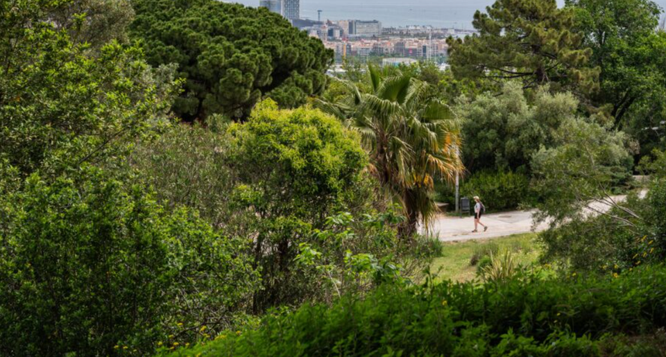 A tall, mature araucaria tree with distinctive scale-like leaves in a sunny Barcelona garden.