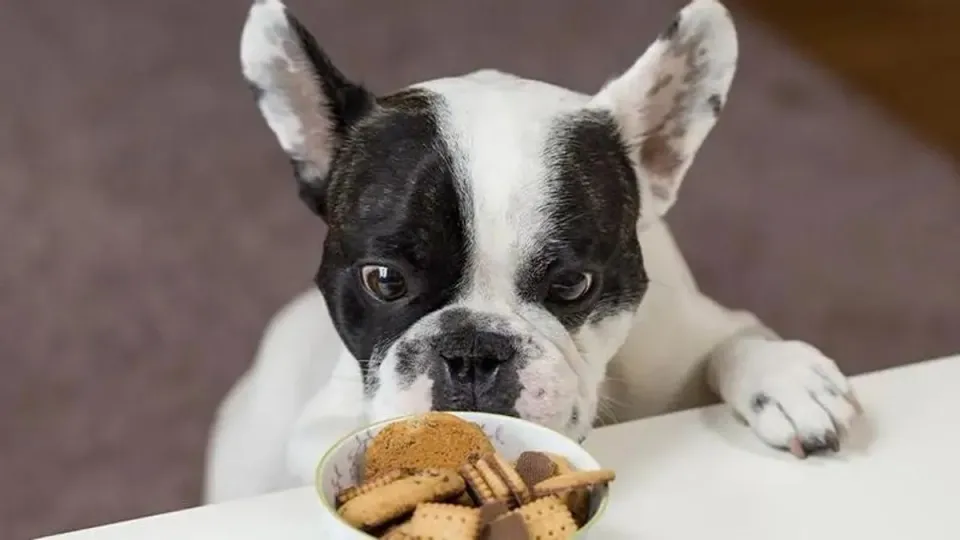 A dog mid-air, catching a treat, with a humorous and expressive facial expression, typical of Christian Vieler's photography