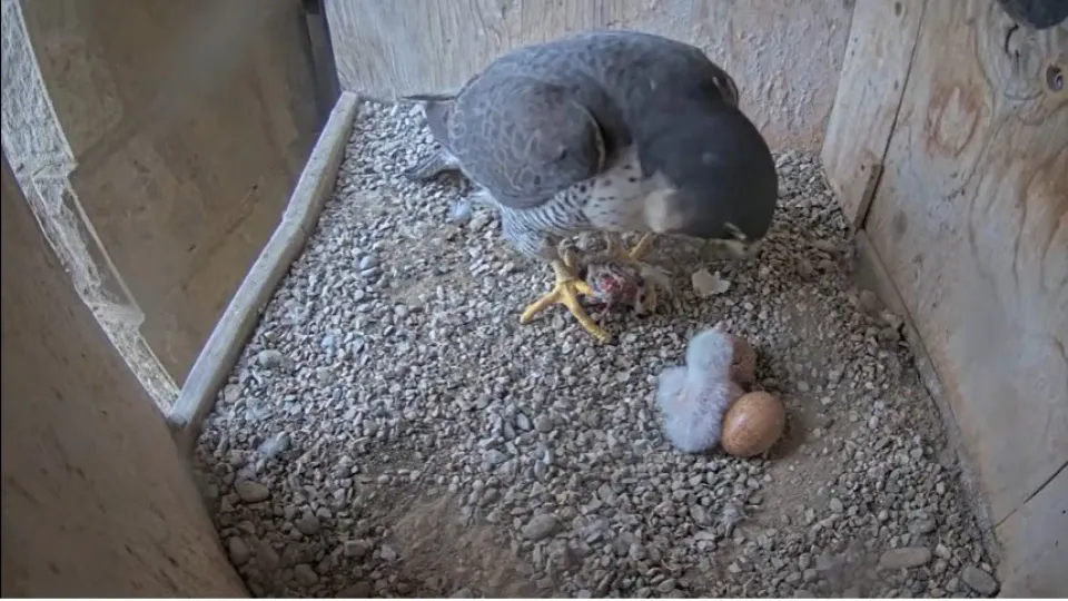 A newly hatched peregrine falcon chick in a nest at the Sagrada Familia, with unhatched eggs nearby.
