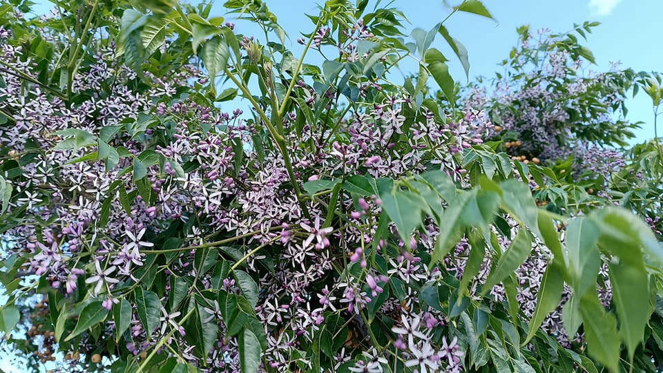 Melia azedarach tree with purple flowers blooming on a Barcelona street