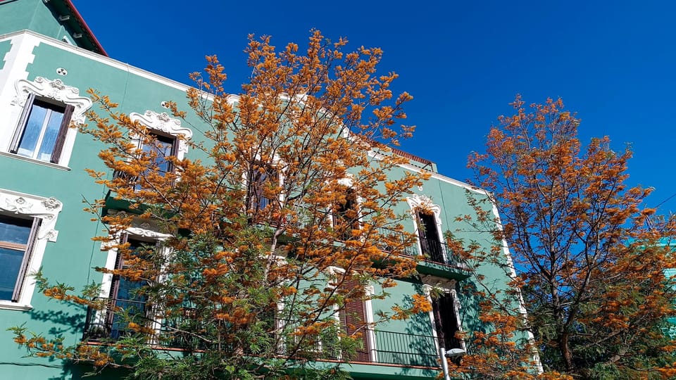 Bright yellow flowers of an Australian silky oak tree against green leaves in Barcelona.