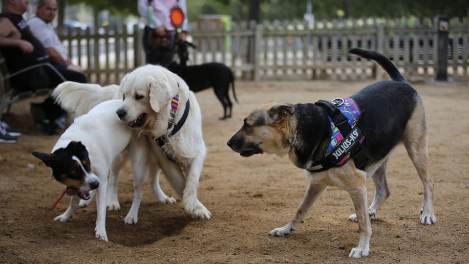 A dog running in a renovated park with new accessible concrete paths and a modern fence in Barcelona.
