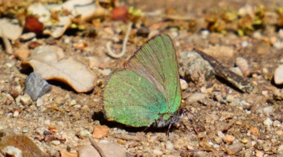 A close-up image of a Green-eyed Greenwing butterfly (Callophrys avis) resting on a green leaf in a park.