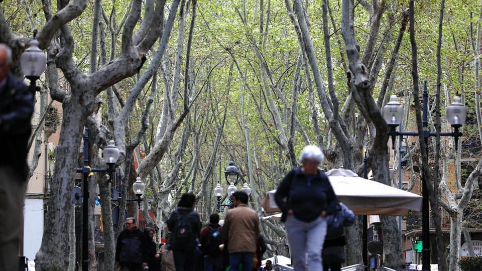 Plane trees line a street in Barcelona, with buildings in the background and people walking on the pavement.