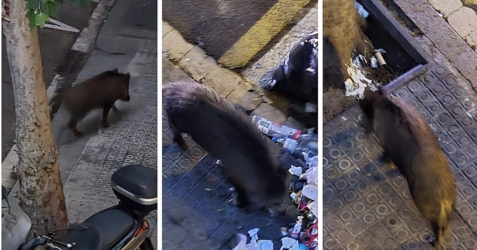 A wild boar, a large, dark-haired animal, rummages through overflowing rubbish bins on a city street at night.