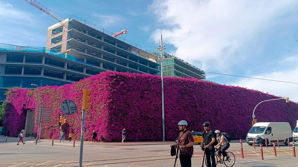Vibrant magenta bougainvillea flowers covering a fence in Parc del Centre del Poblenou, Barcelona.