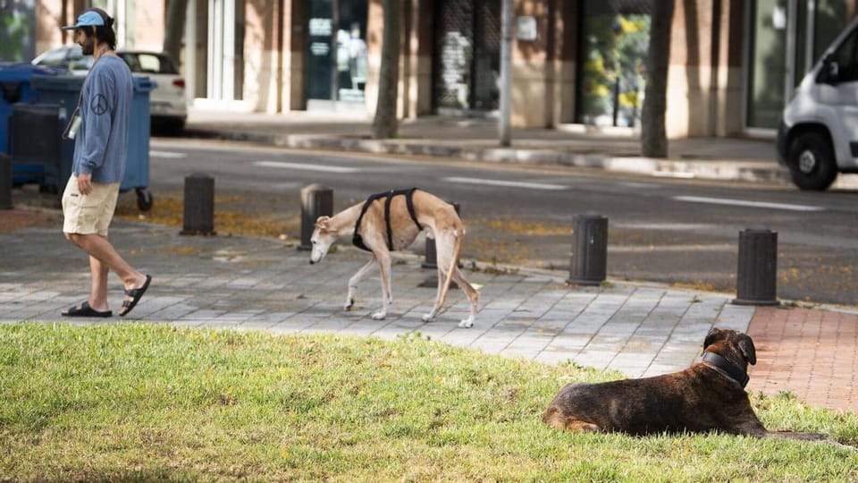 A dog walking off-leash in a designated park area in Barcelona, with city buildings in the background.